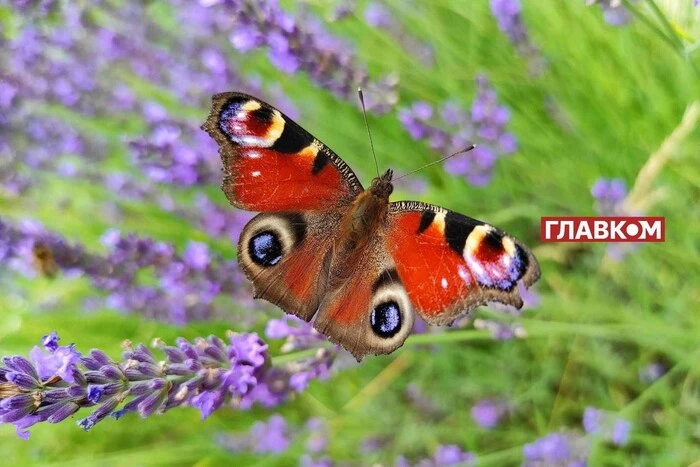 В Україні без опадів: прогноз погоди на 18 червня
