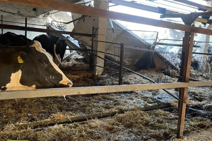 Na Charkowszczyźnie Rosjanie zniszczyli dwa stada krów