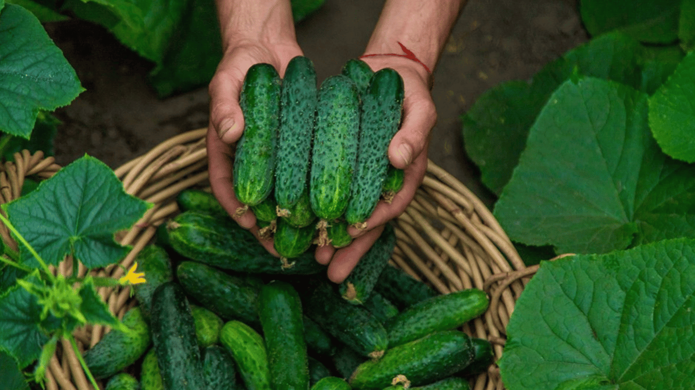 Diese einfachen Schritte helfen Ihnen, die Fruchtbildung von Gurken zu verlängern