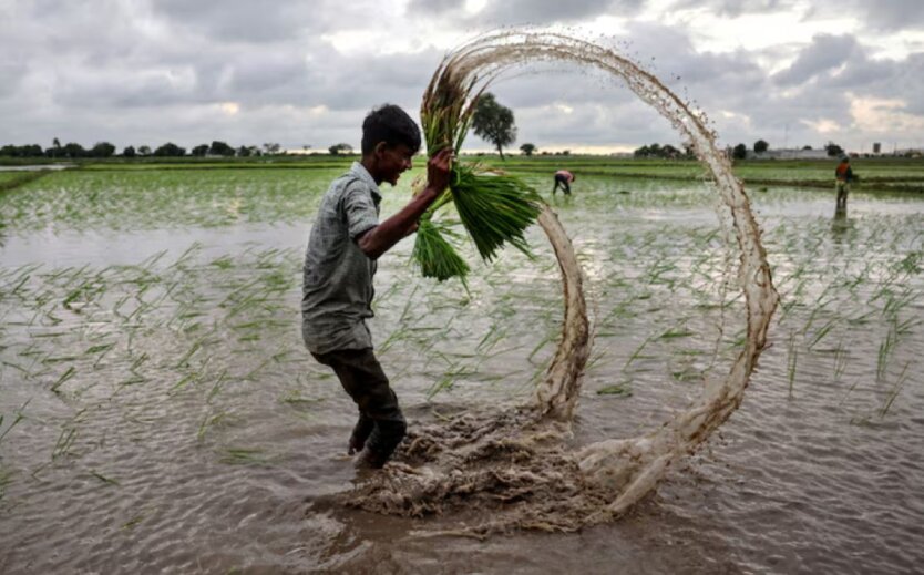 Global rice production has broken records